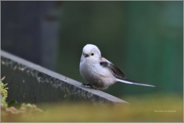 <p>MLYNAŘÍK DLOUHOOCASÝ (Aegithalos caudatus) /Long-tailed-tit - Schwanzmeise/</p>